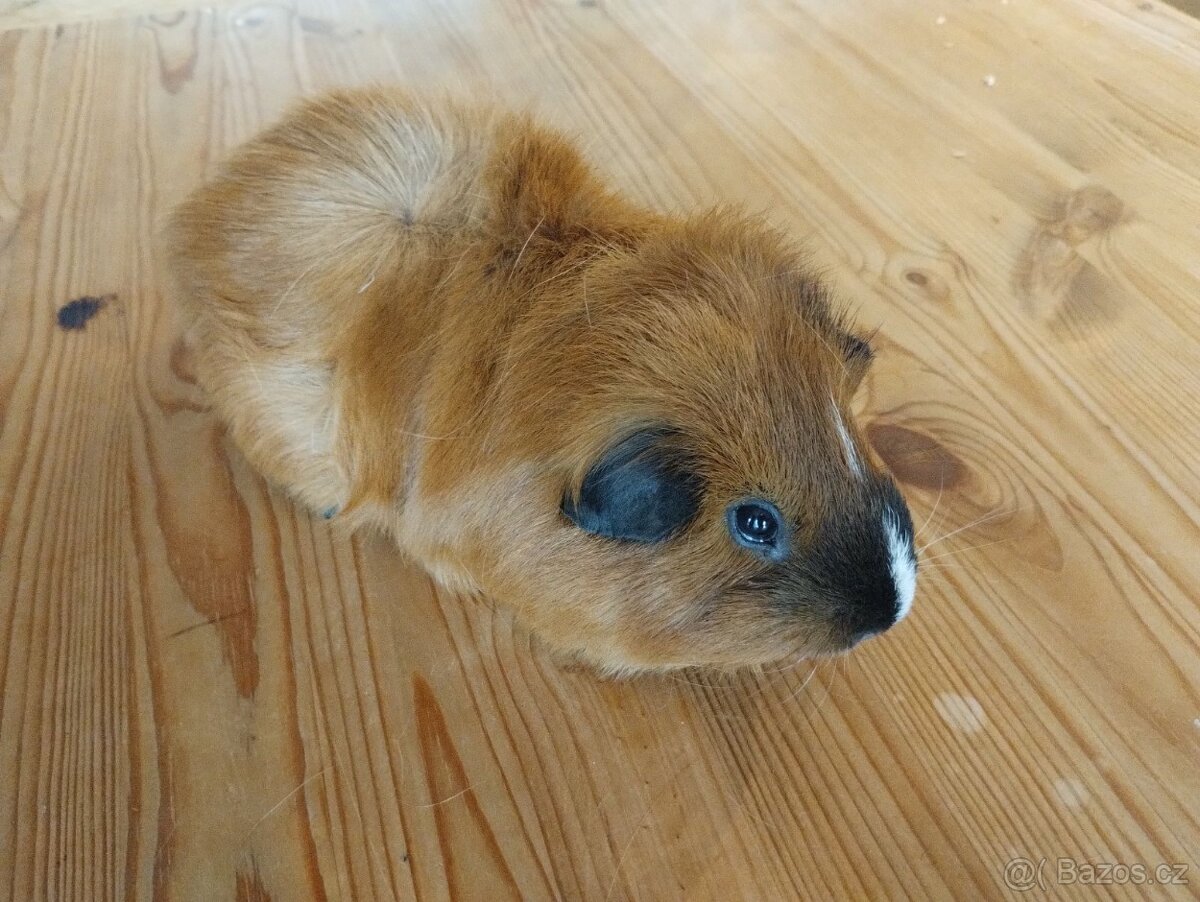 2 morčecí mladí samci nekastrovaní - jen spolu - 3