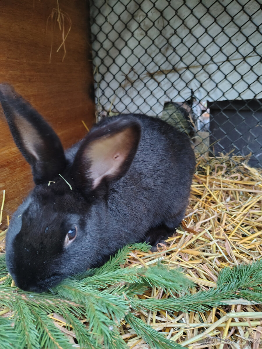 Králík - samec - 3