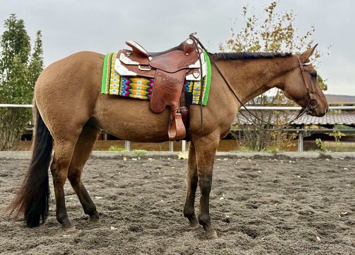 Líbivý 5-letý valach AQH, barva DUN, čistý 5-panel, RTG - 3