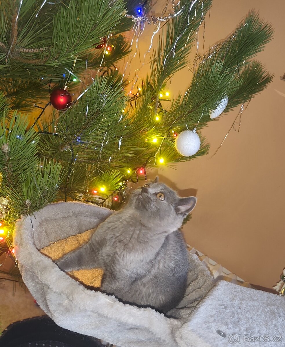 Britská modrá koťata bez PP, - 3