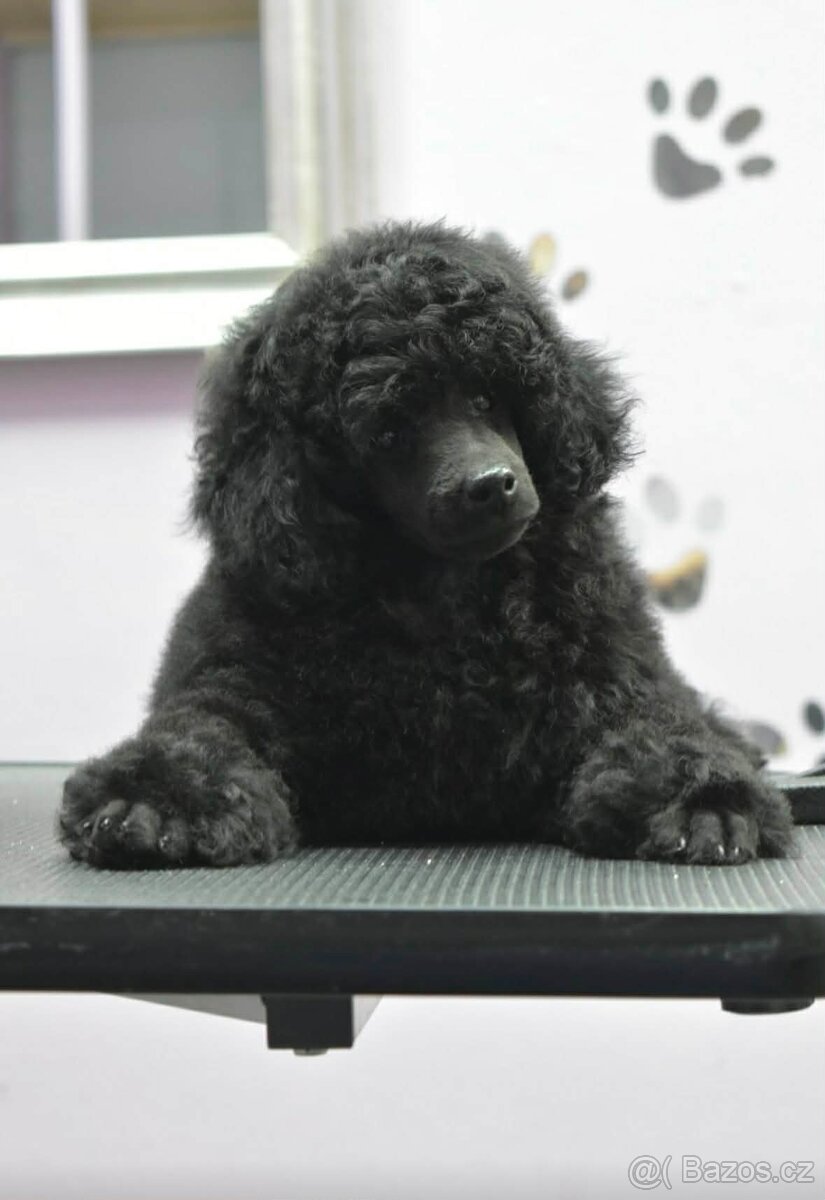 Trpasličí pudl – sameček štěně - 3