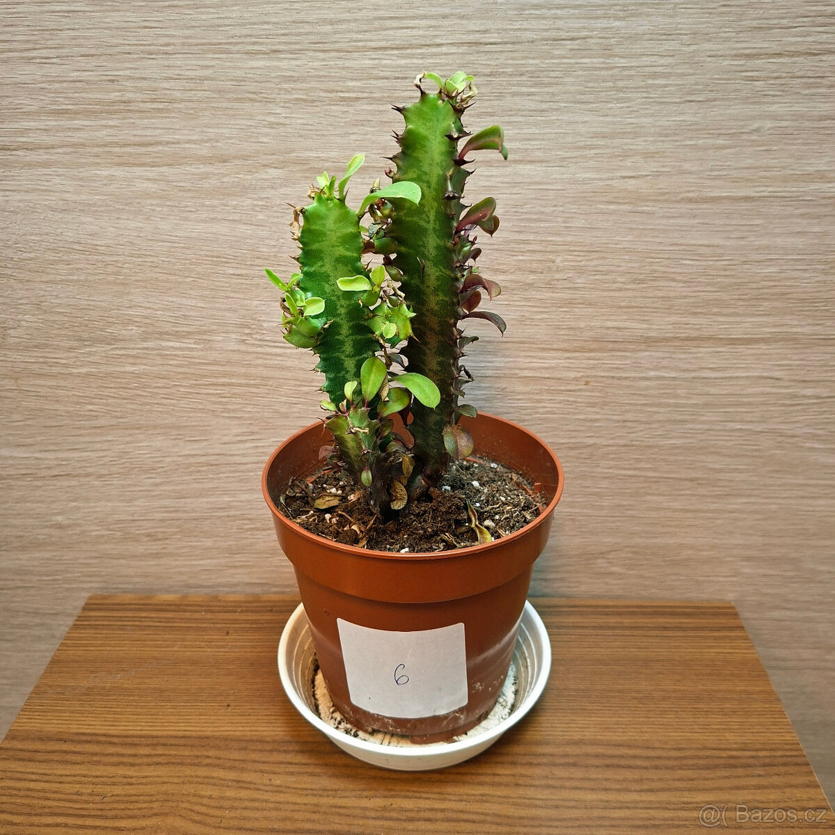 Euphorbia Trigona Rubra - 3