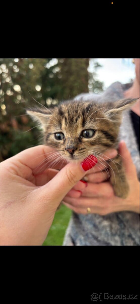 Daruji kotě - 3