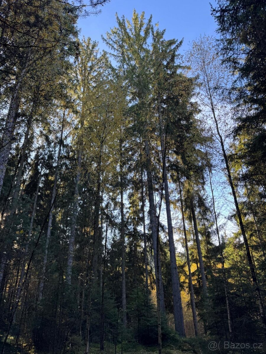 Prodej lesního pozemku k.ú. Havlovice - 3