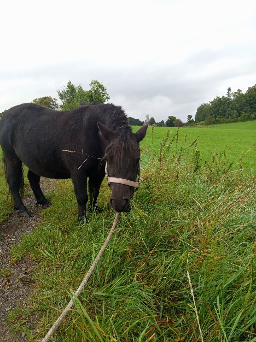 Docházka k poníkovi - 3