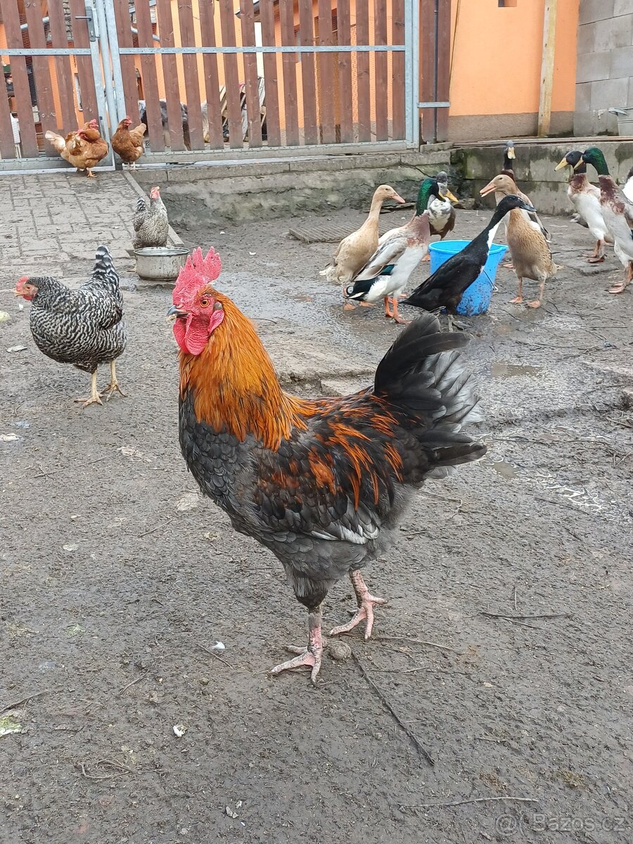 Kohout Maranska měděnokrká - 3