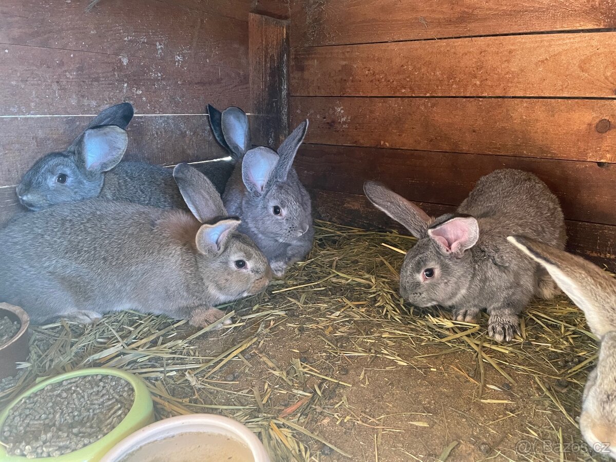 Prodám králíky - 3