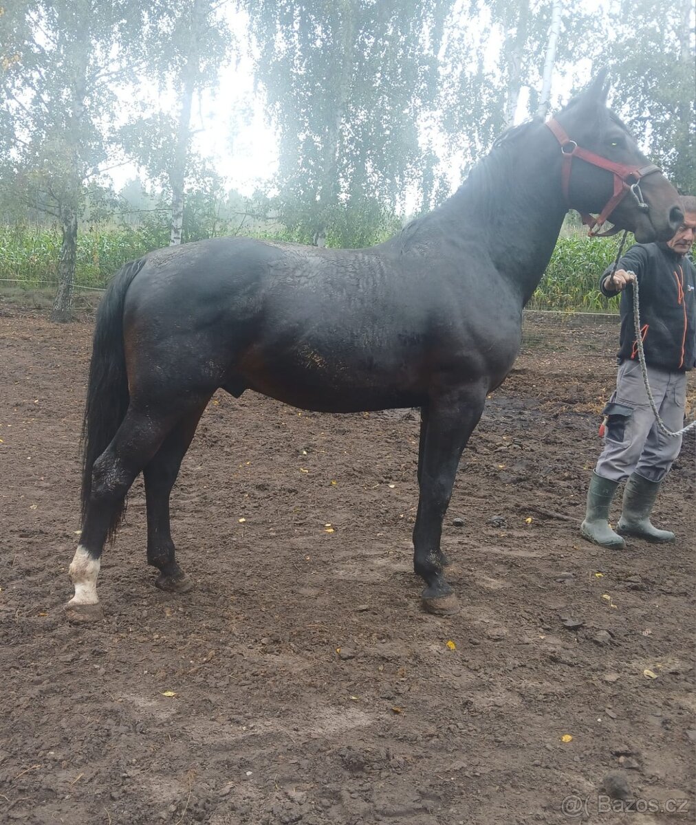 Slezský hřebec, 2,5 - 3