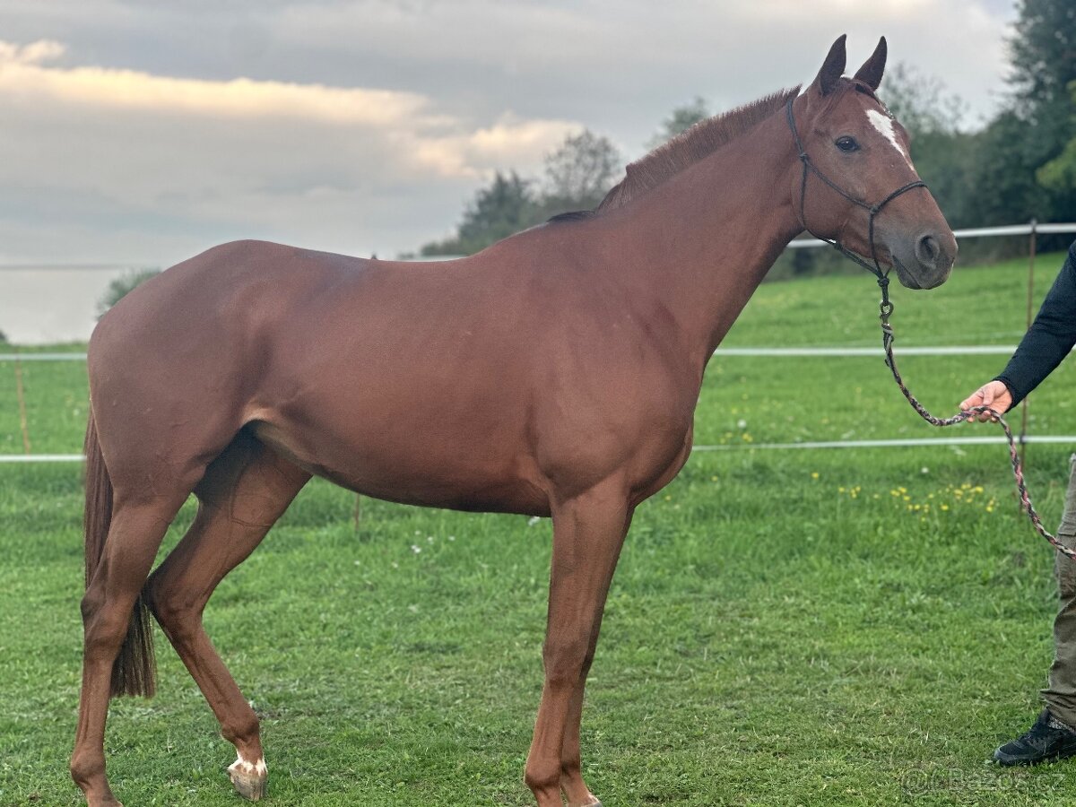 Tříletá charakterní klisna - 3