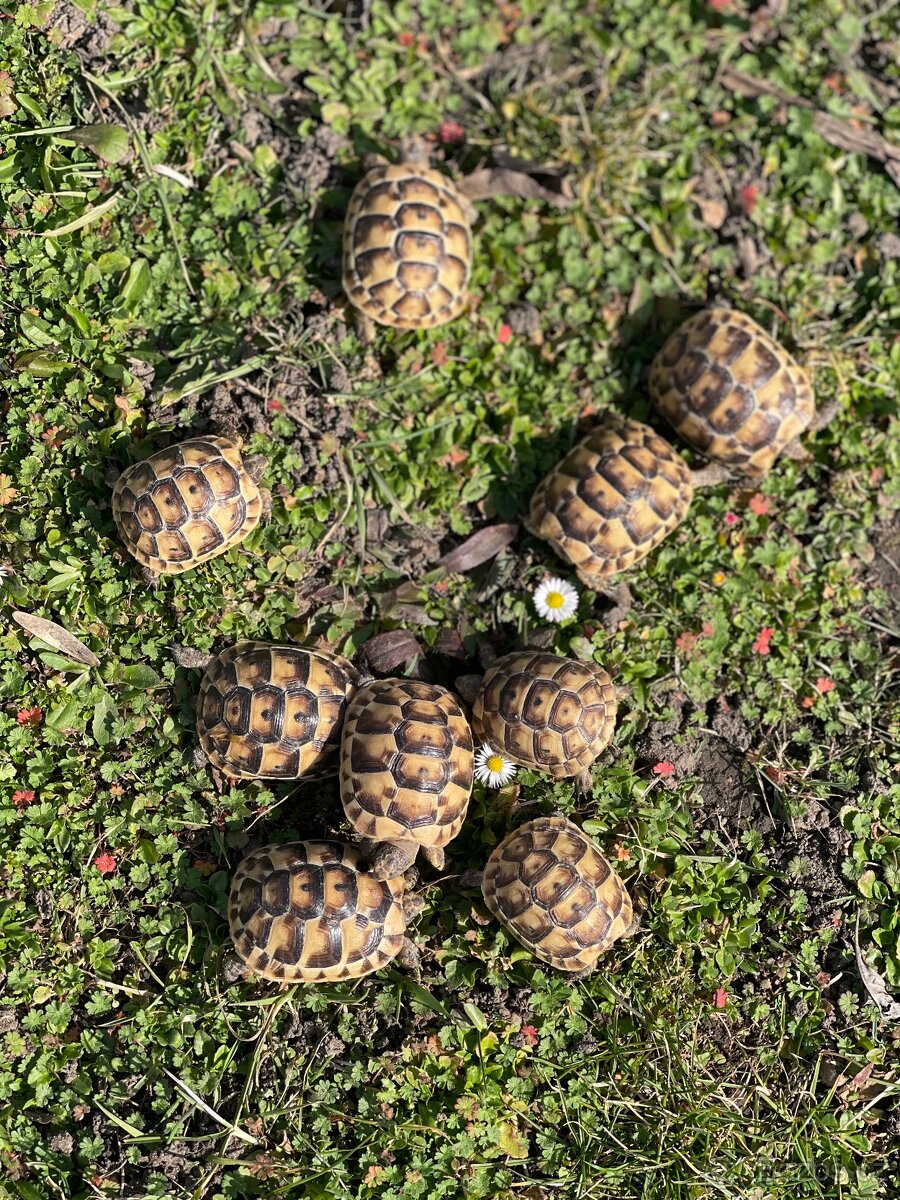 Želva testudo graeca -žlutohnědá - 3