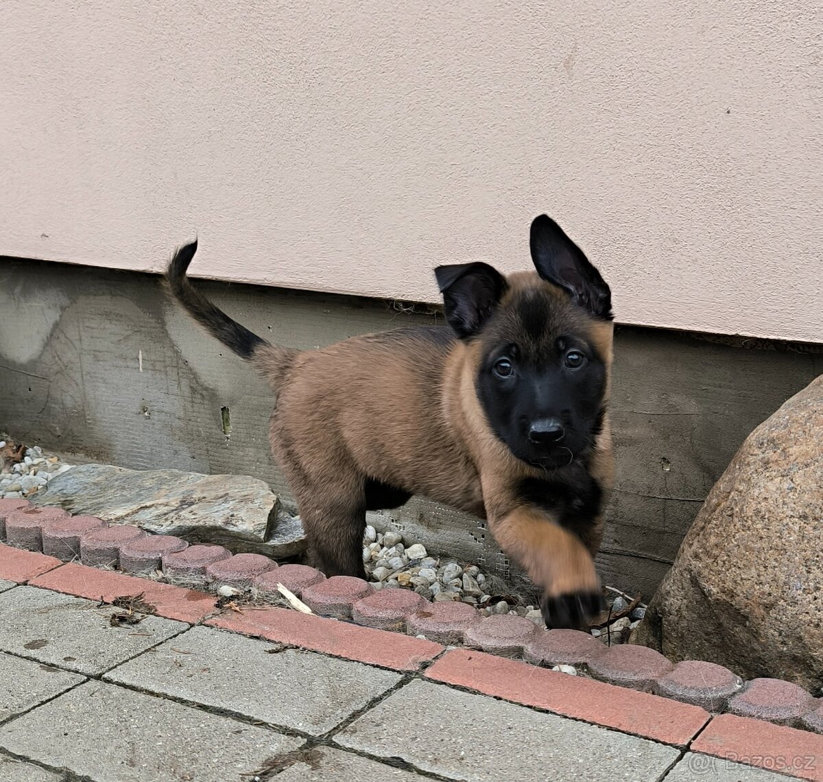 Belgický ovčák malinois s pp - 3