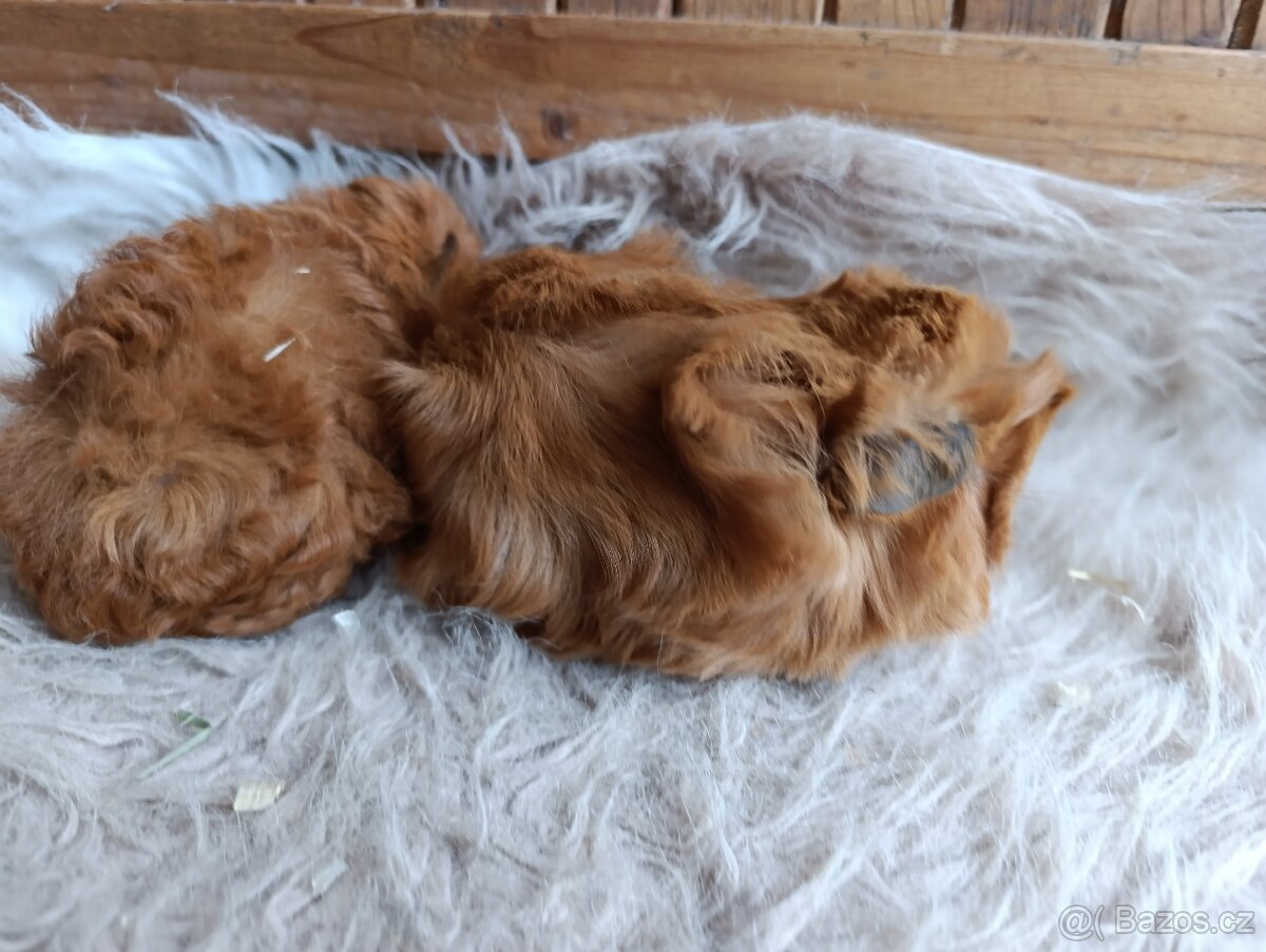 Morče / morčata / morčátko sameček - 3