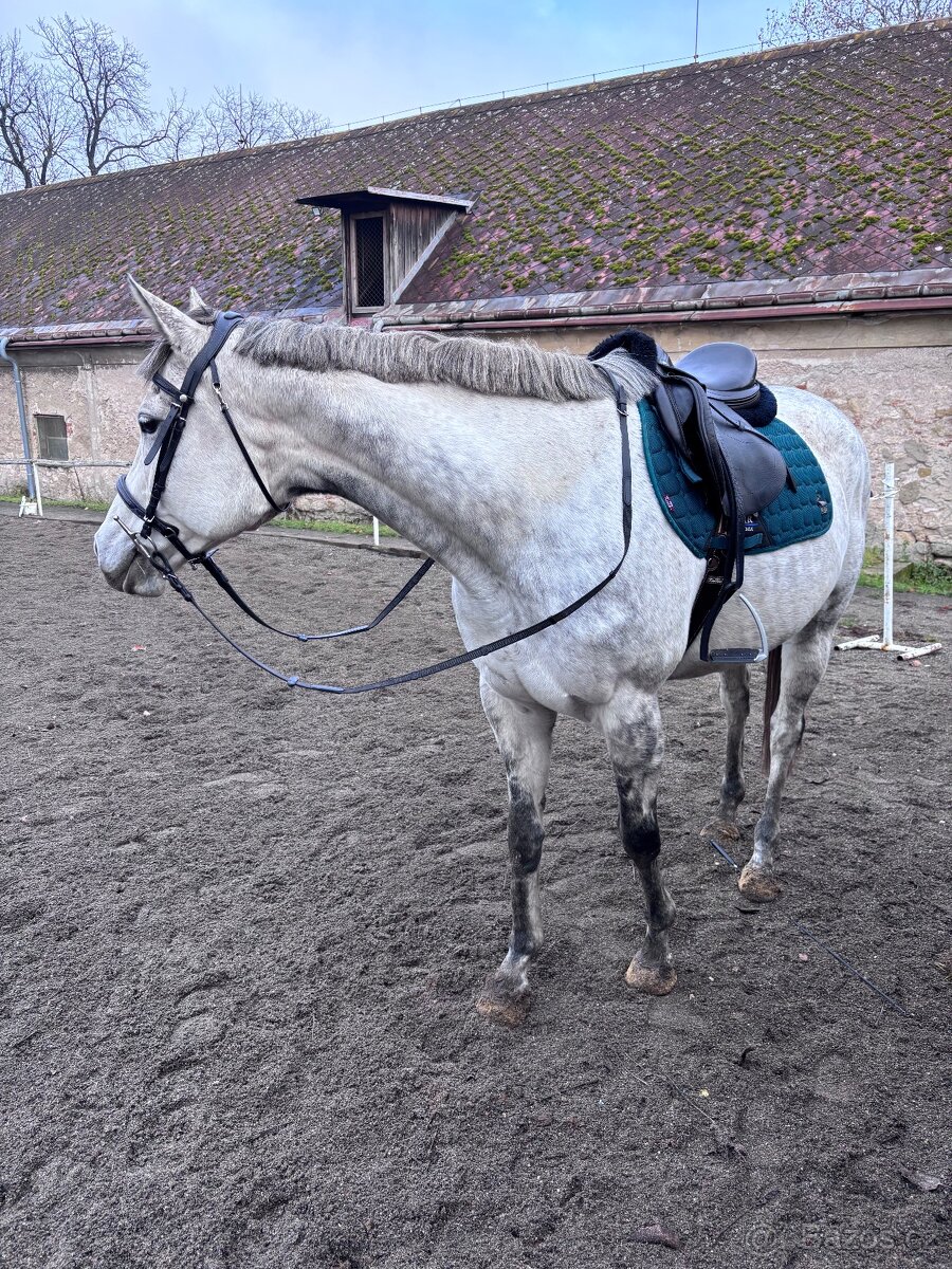 9ti letá klisna - 3