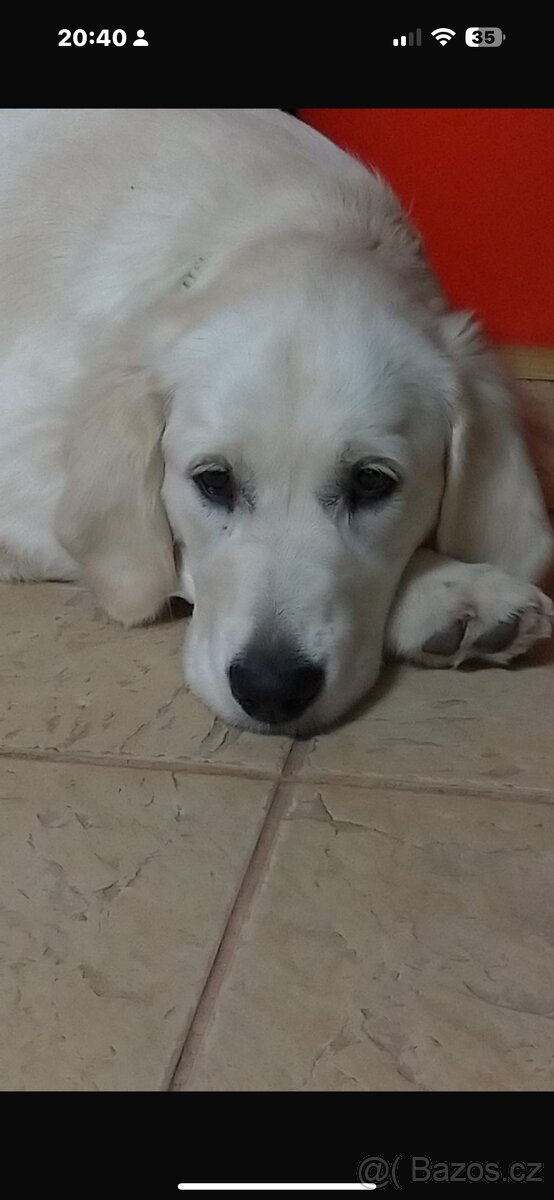 Zlatý retrívr s PP fenka - 3