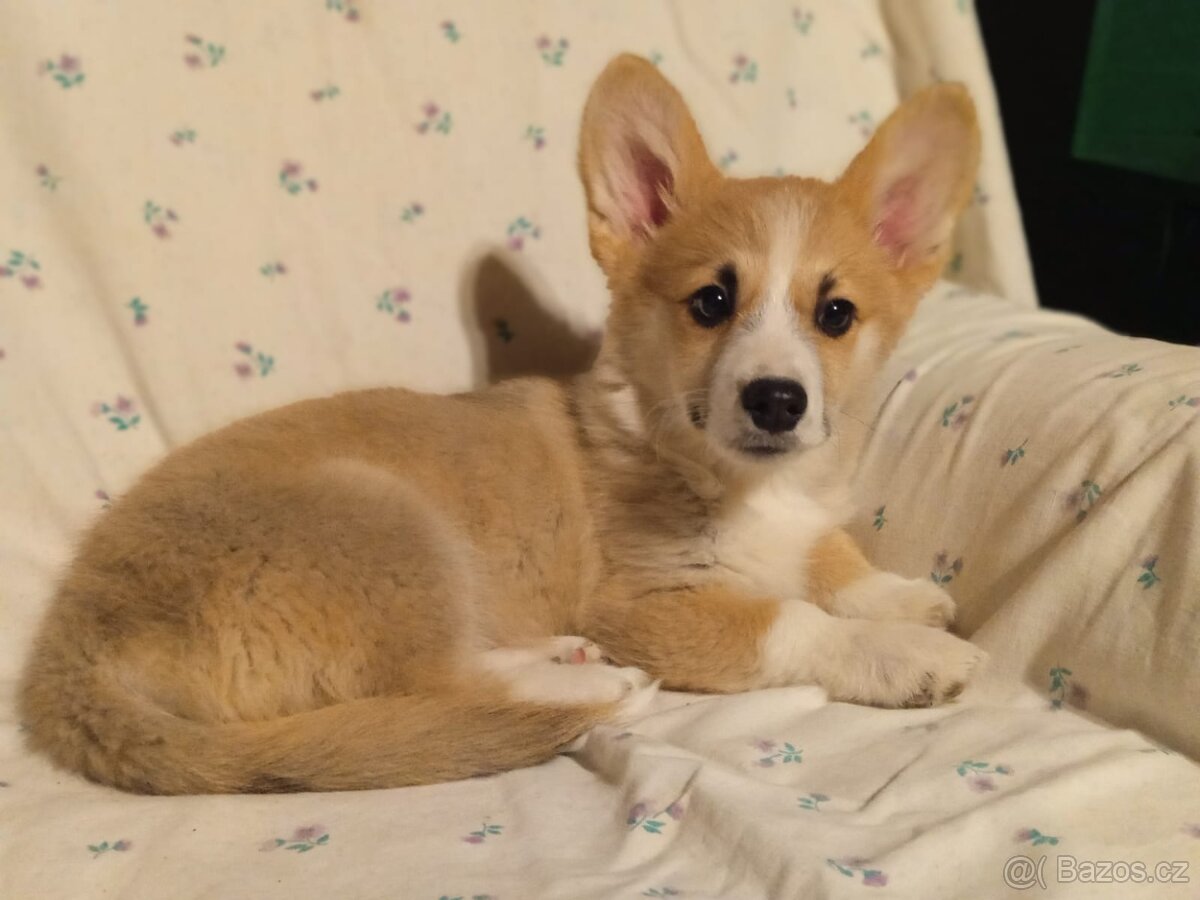 Welsh Corgi - 3