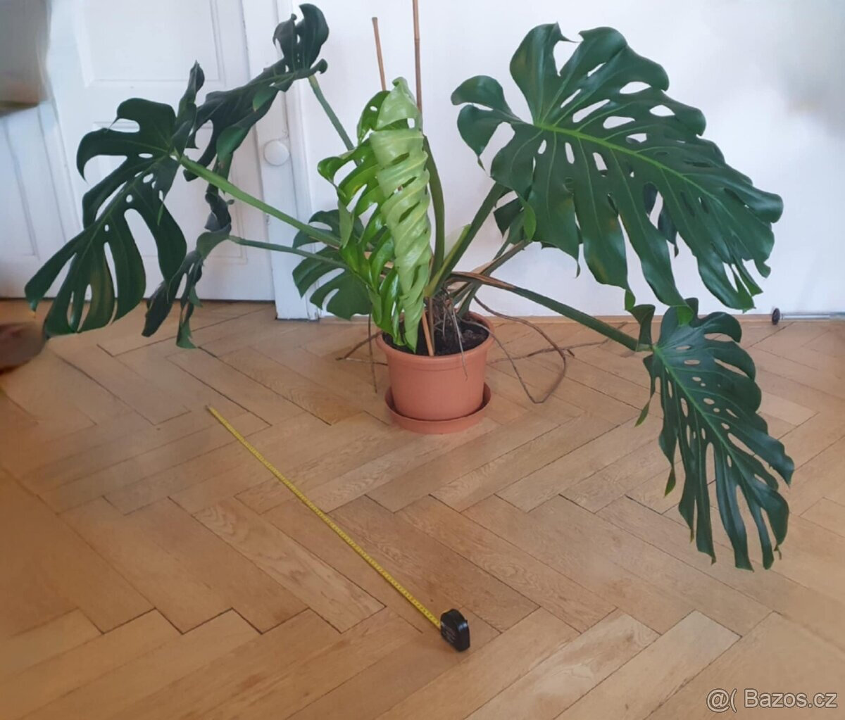 Monstera Deliciosa, 4 roky stará - 3