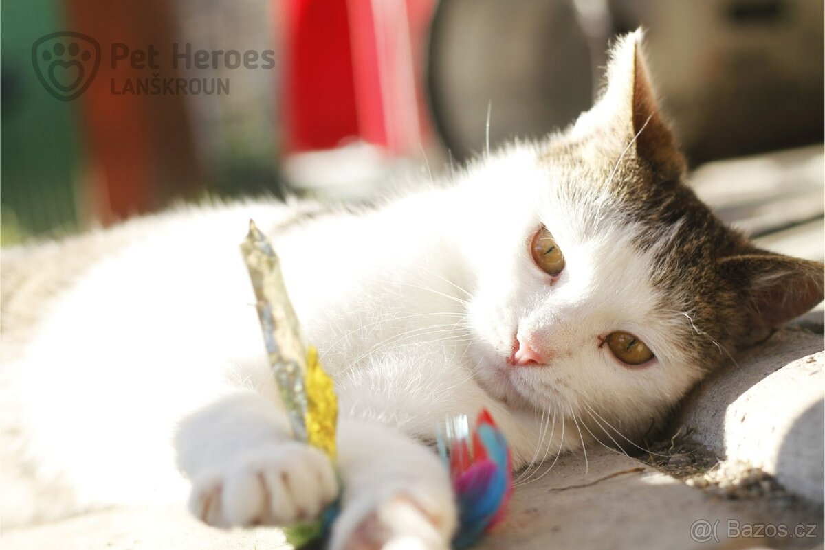 Shrek ❤ roztomilé kotě ❤ - 3