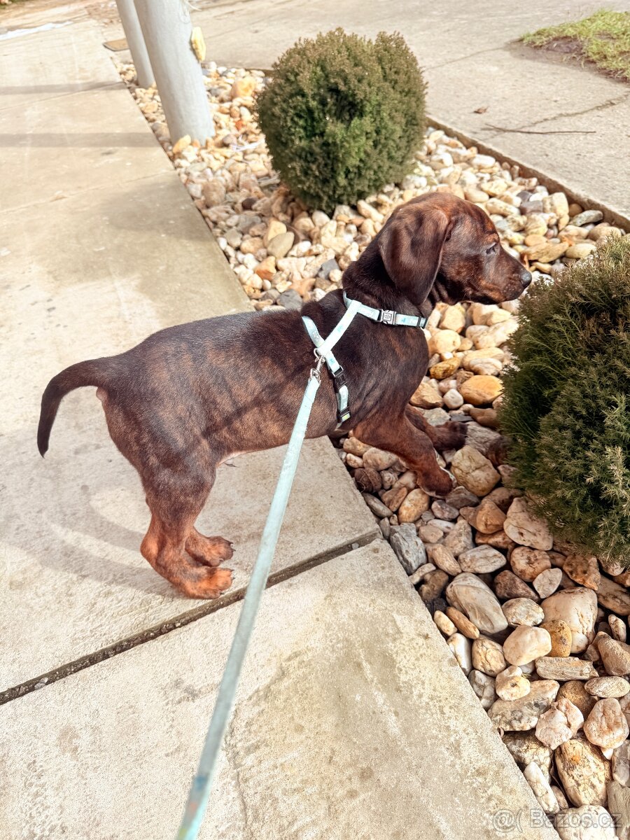 Labrador x Stafford - 3