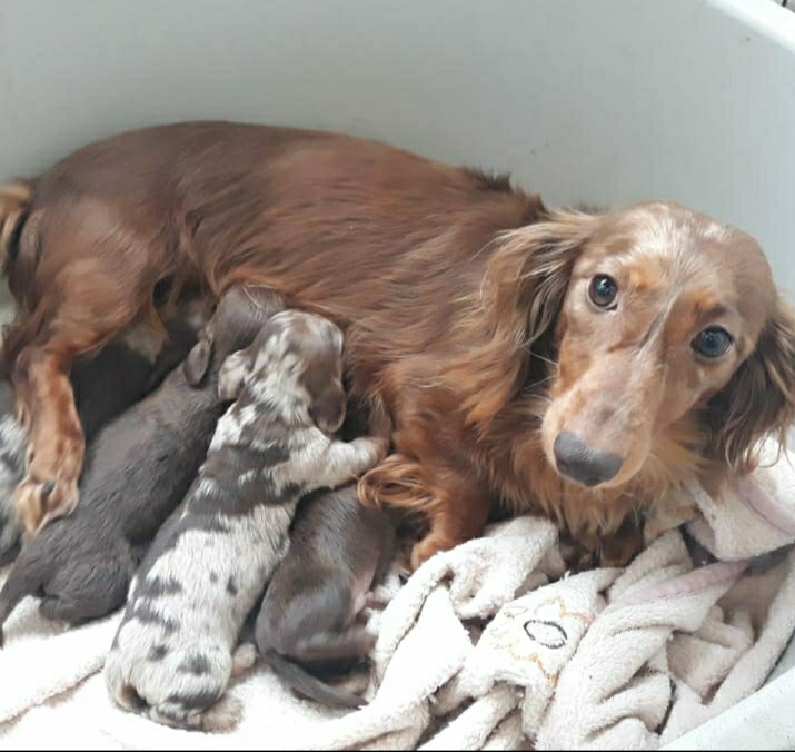 Jezevčík trpasličí dlouhosrstý - 3