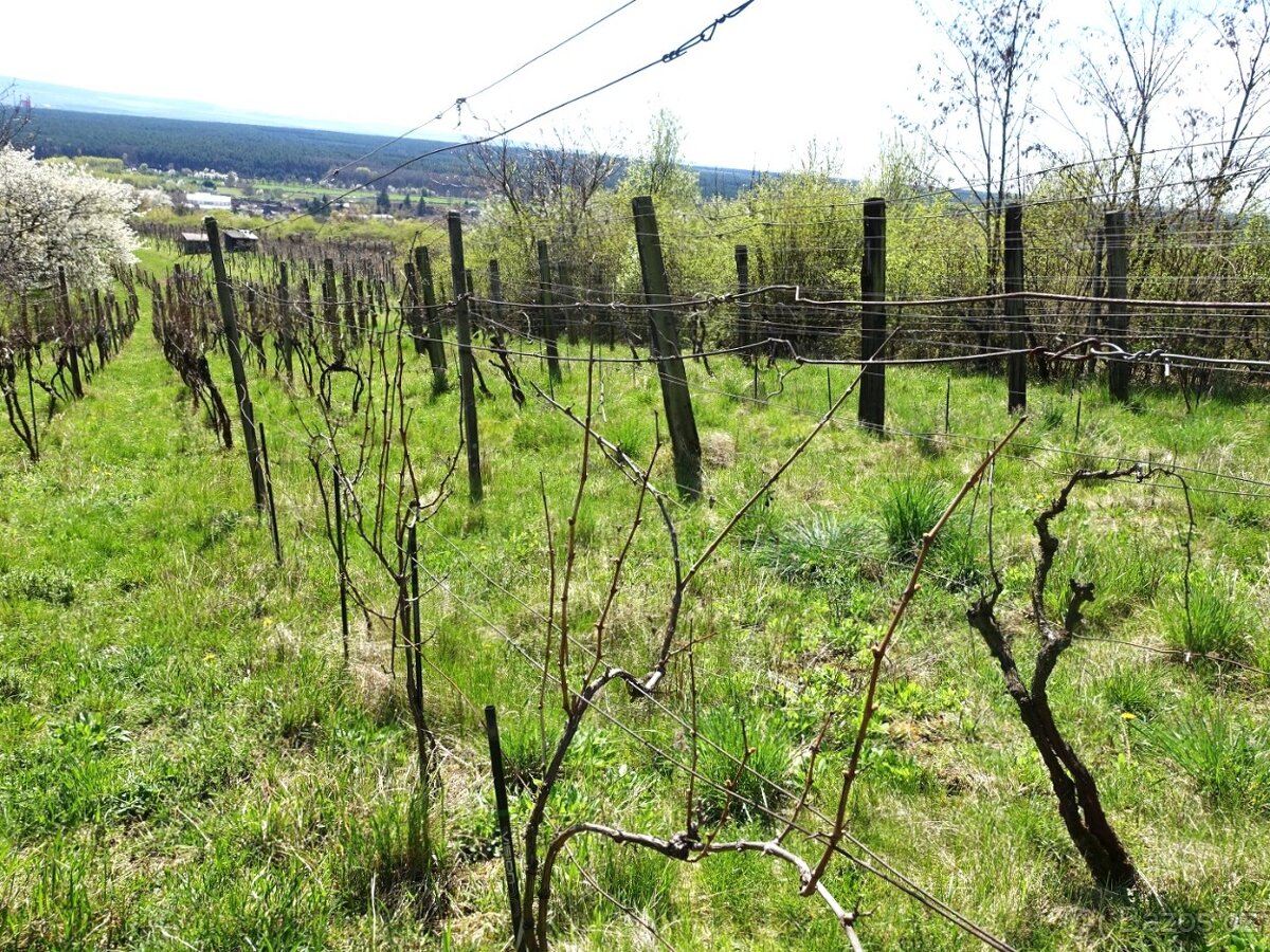 Prodej vinohradu 4114 m², Bzenec - 3