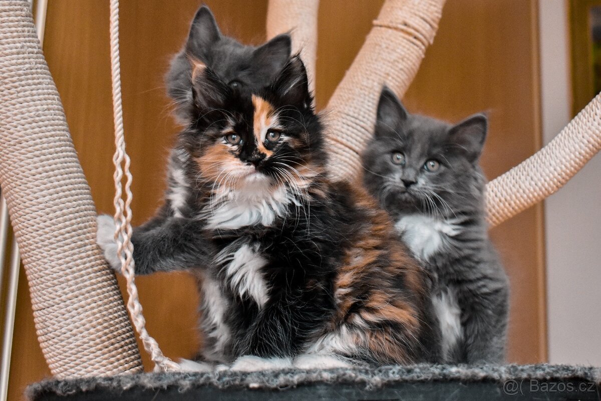 Mainská mývalí bez p.p. - 3