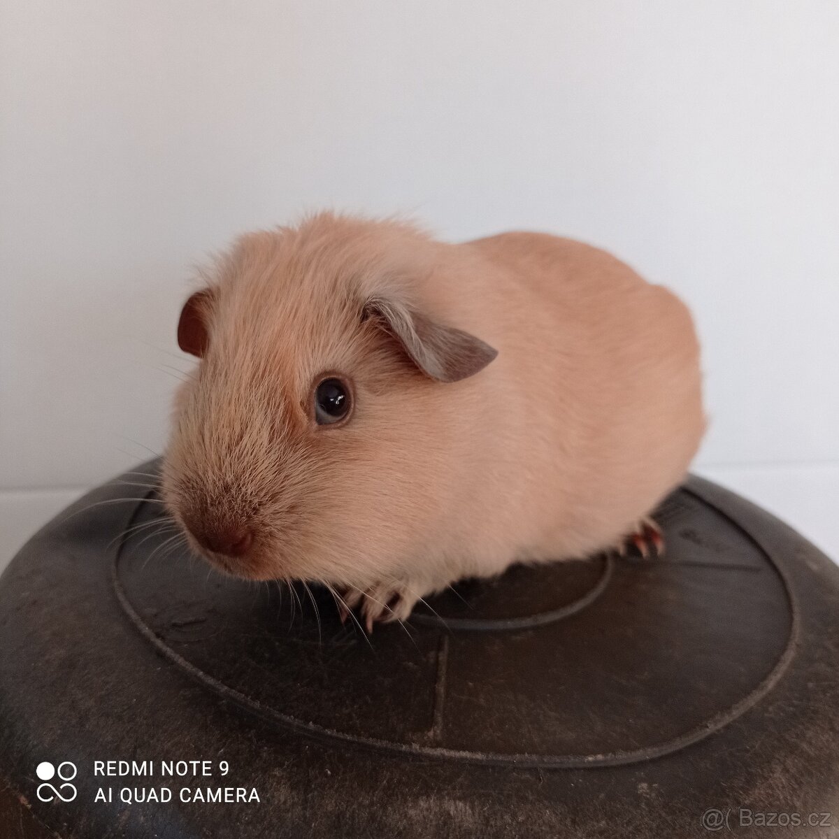 Morčata kalifornská - 3