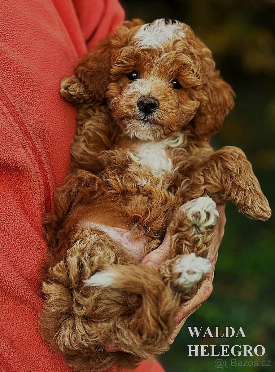 PUDL VÍCEBAREVNÝ S PP - 3