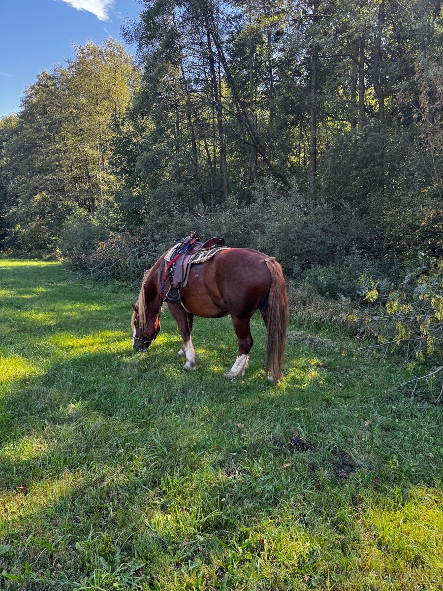 Valach-pronájem - 3