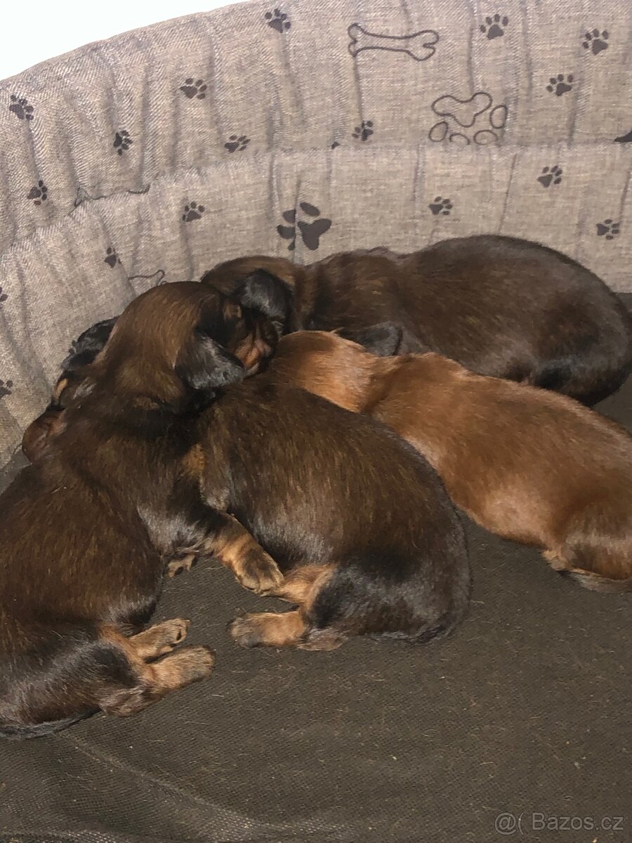 Jezevčík dlouhosrstý - 3