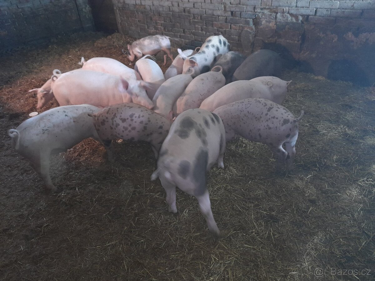 Prase zabíjačka selata - 3