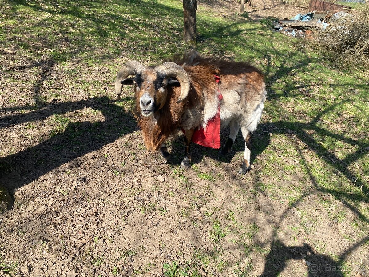 Kamerunske ovečky - 3