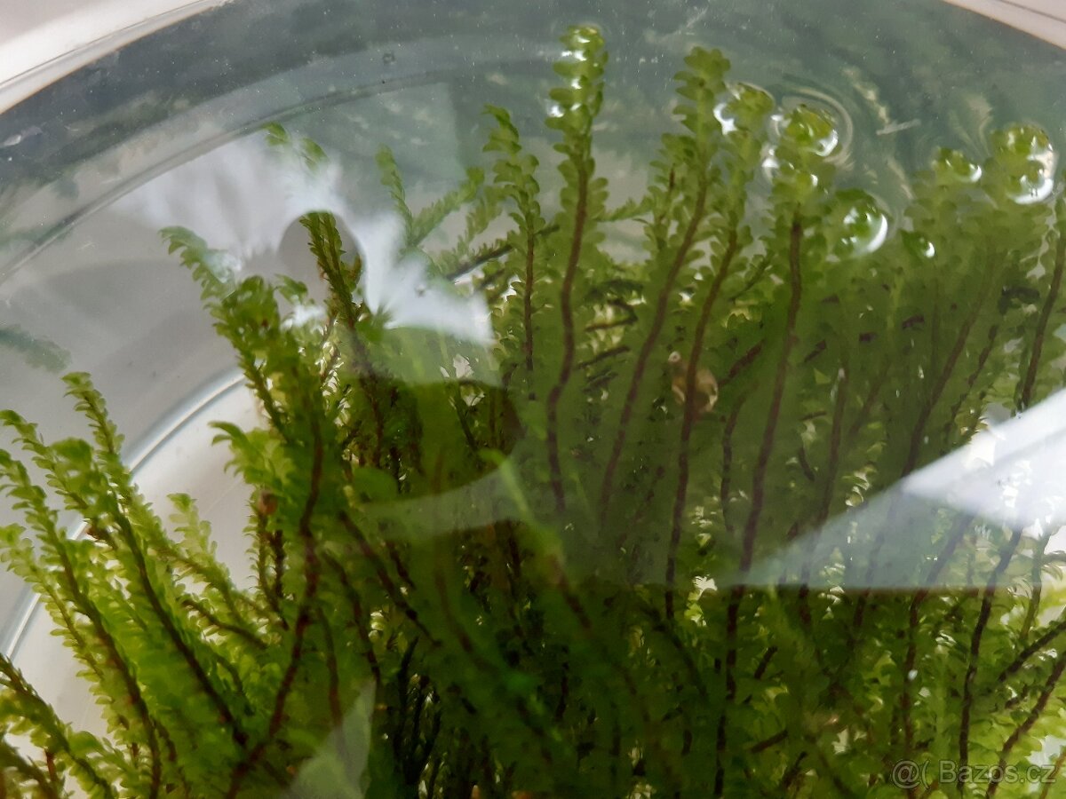 Flame moss - 3