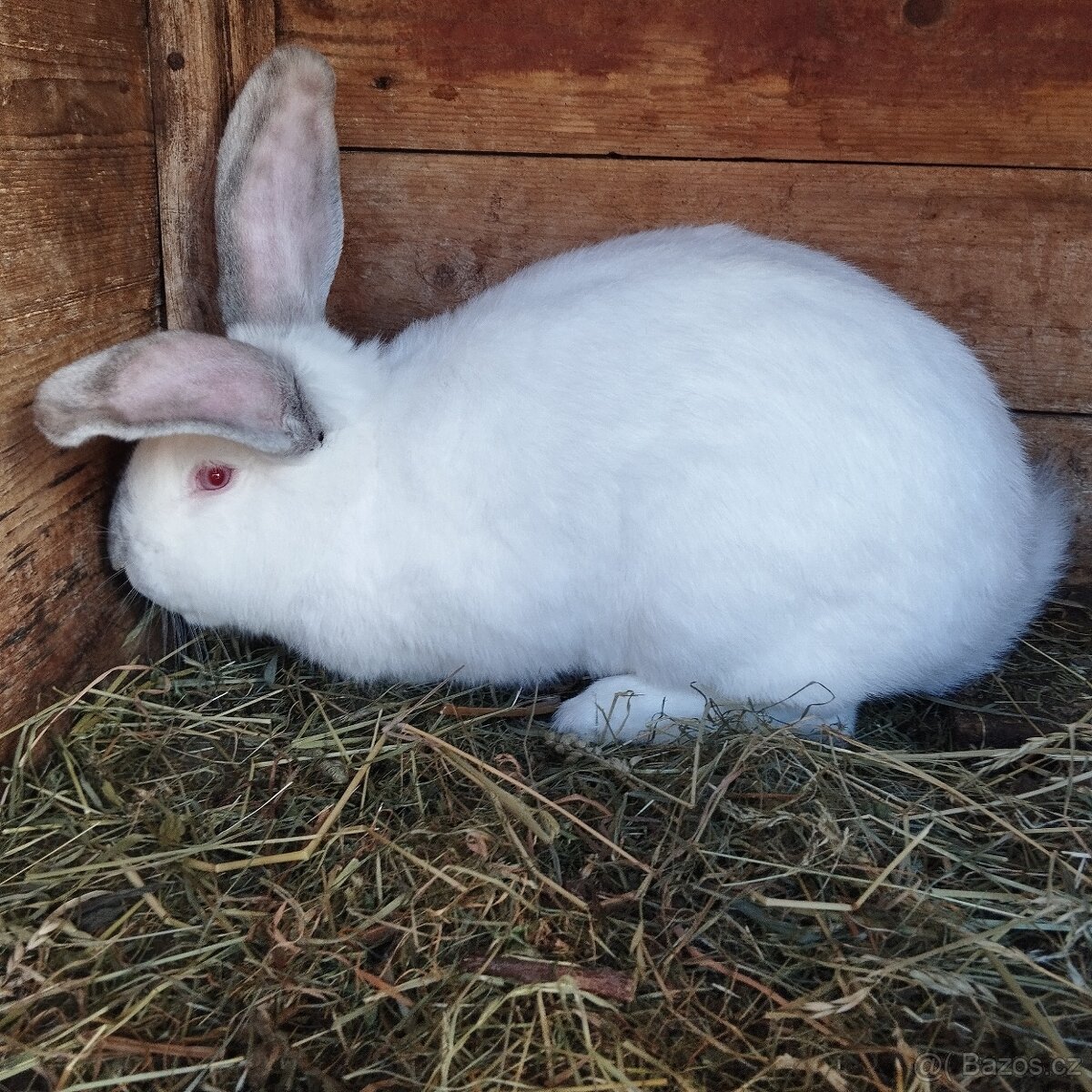 Prodej králíků - 3