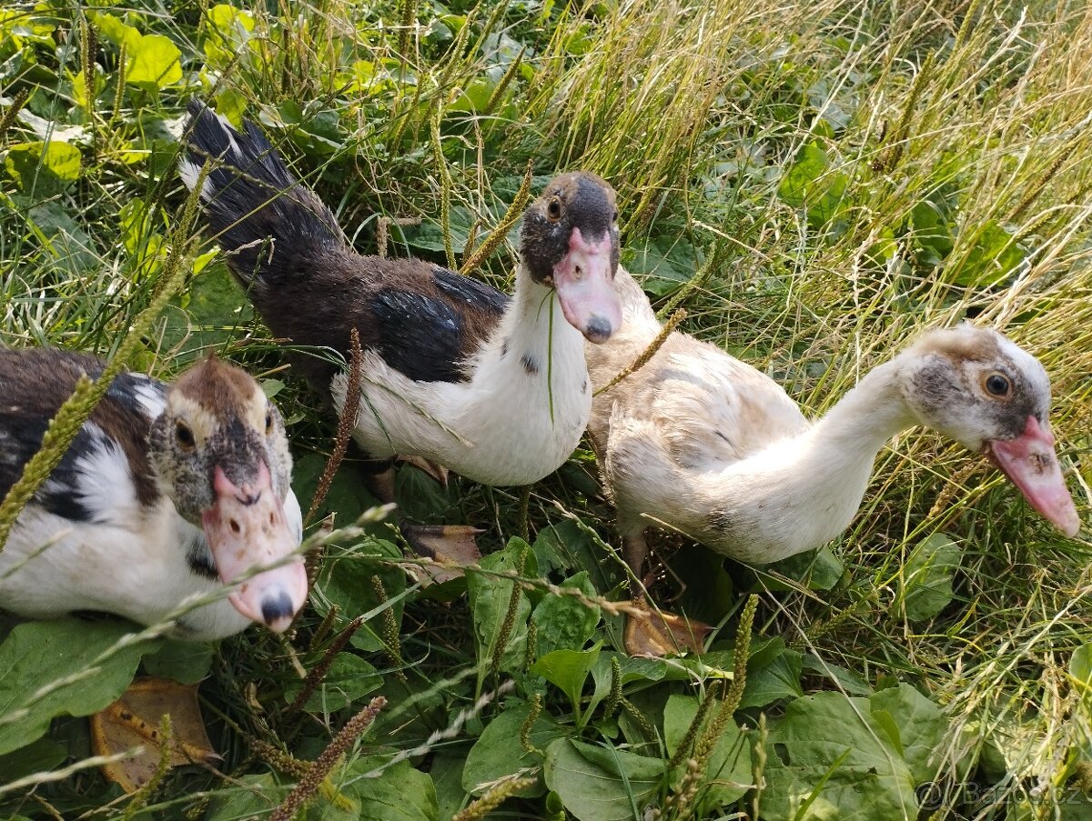Kachna pižmová - 3