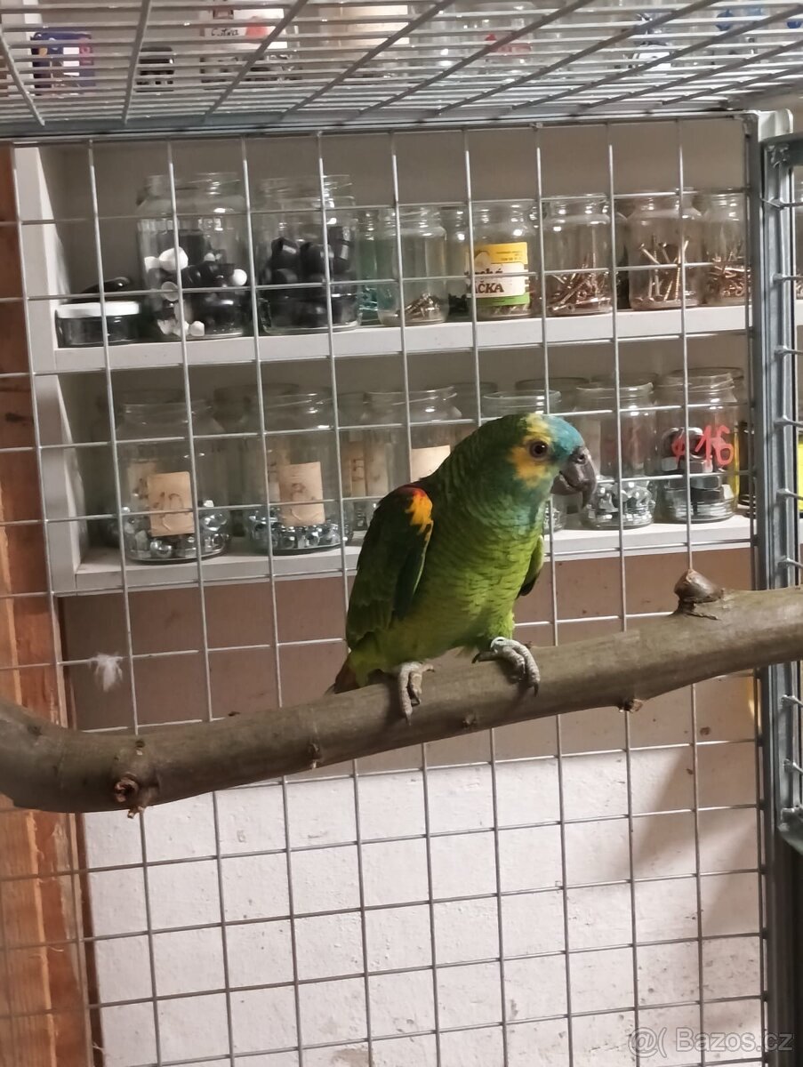 Amazoňan modročelý - 3