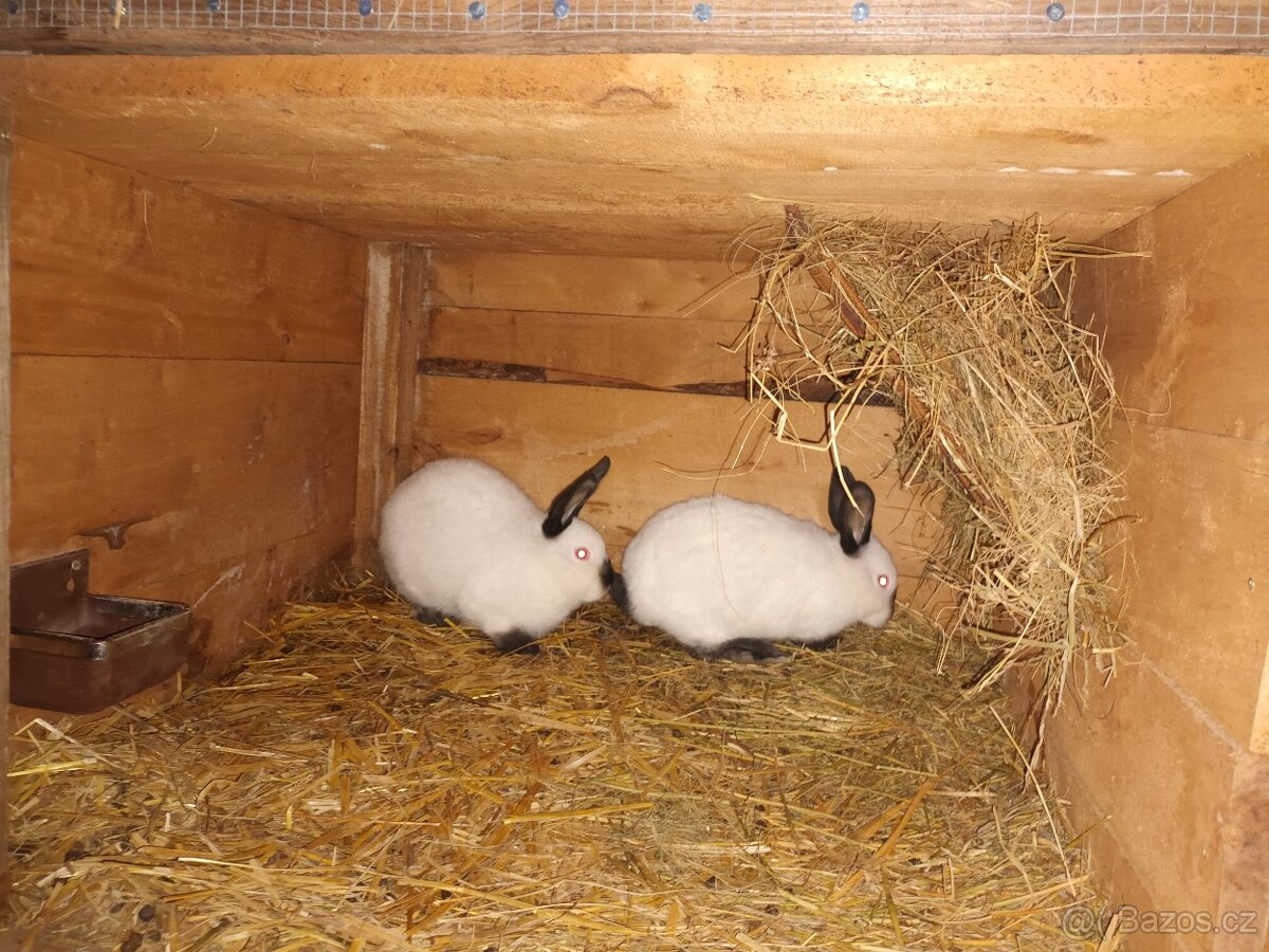 Kalifornsky kralik - 3