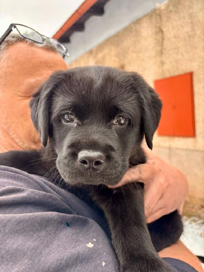 Labradorský retrívr - štěňátko - 3