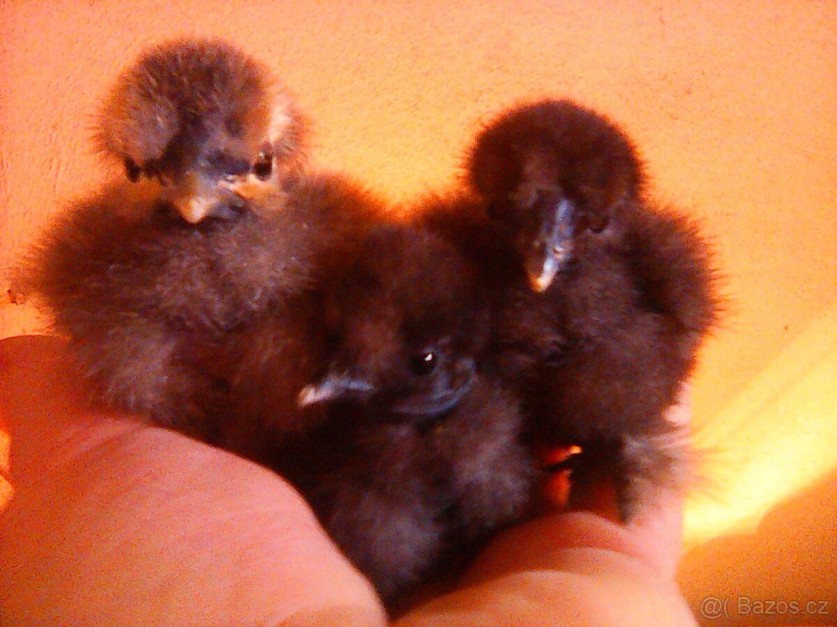 hedvábnička holokrka---kuřata - 3