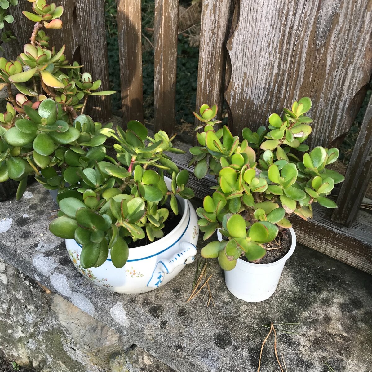 Tluistice cca 30 cm 5 let - 3