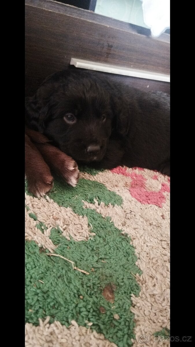 Prodám štěňata srnecka z jezevcikem - 3
