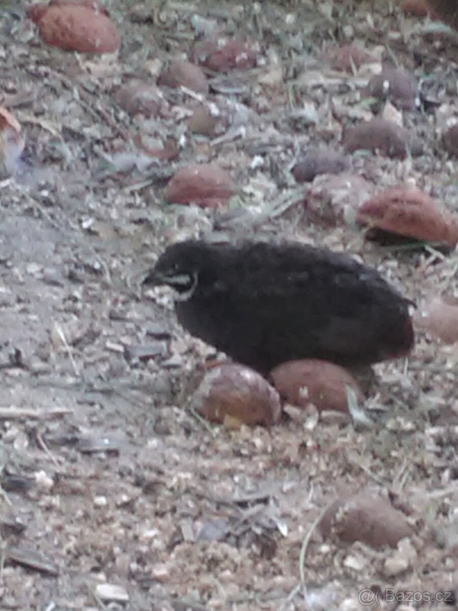 KŘEPELKA ČÍNSKÁ - 3