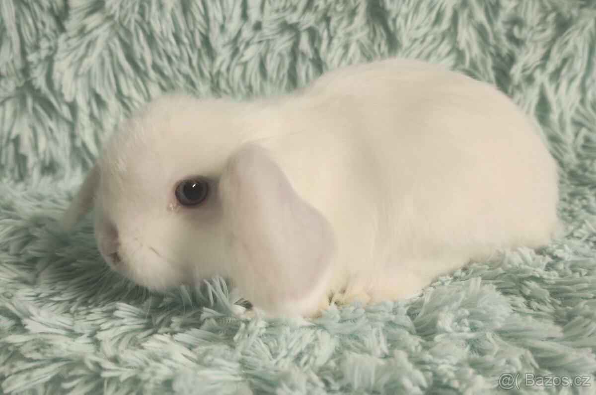 ⭐️ Zakrslý beránek SATÉNOVÝ ⭐️ 🍀 V6 🍀 - 3