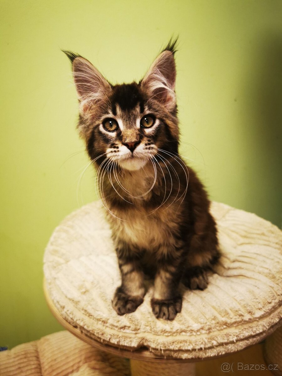 Mainská mývalí s pp - 3