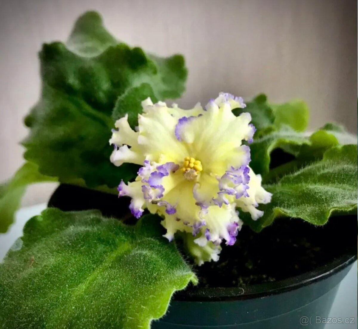 Africké fialky - 3