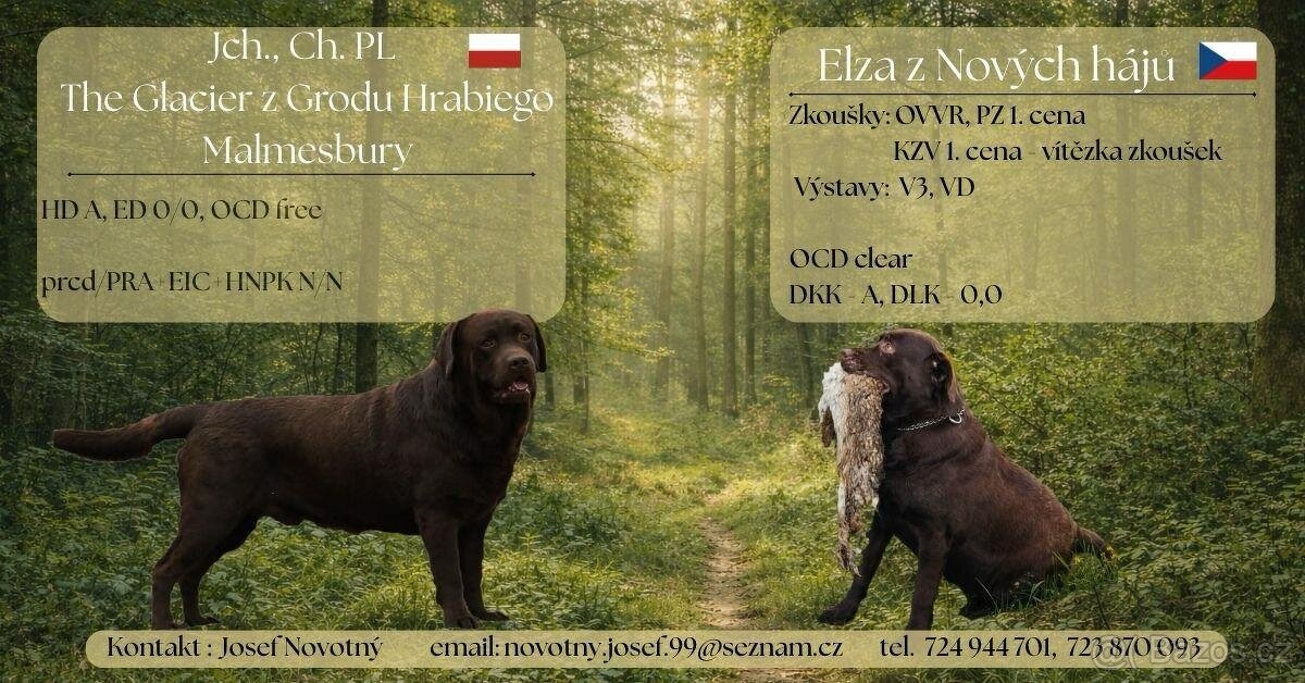 Nabídka štěňat labradorského retrievera s PP - 3