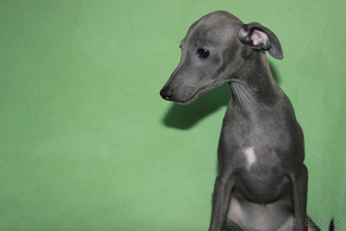 Italský chrtík - 3