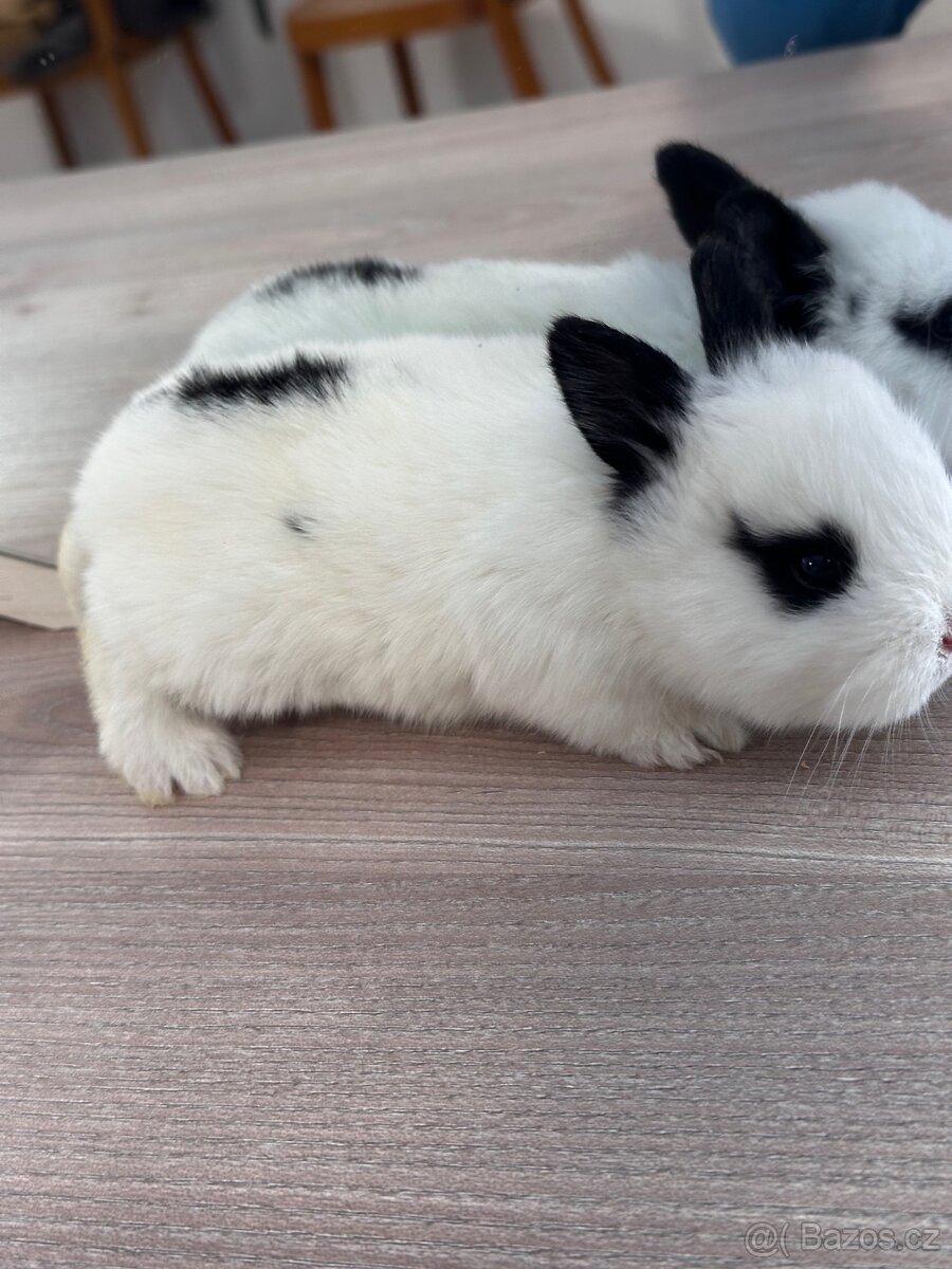 Králík zakrslý - 3