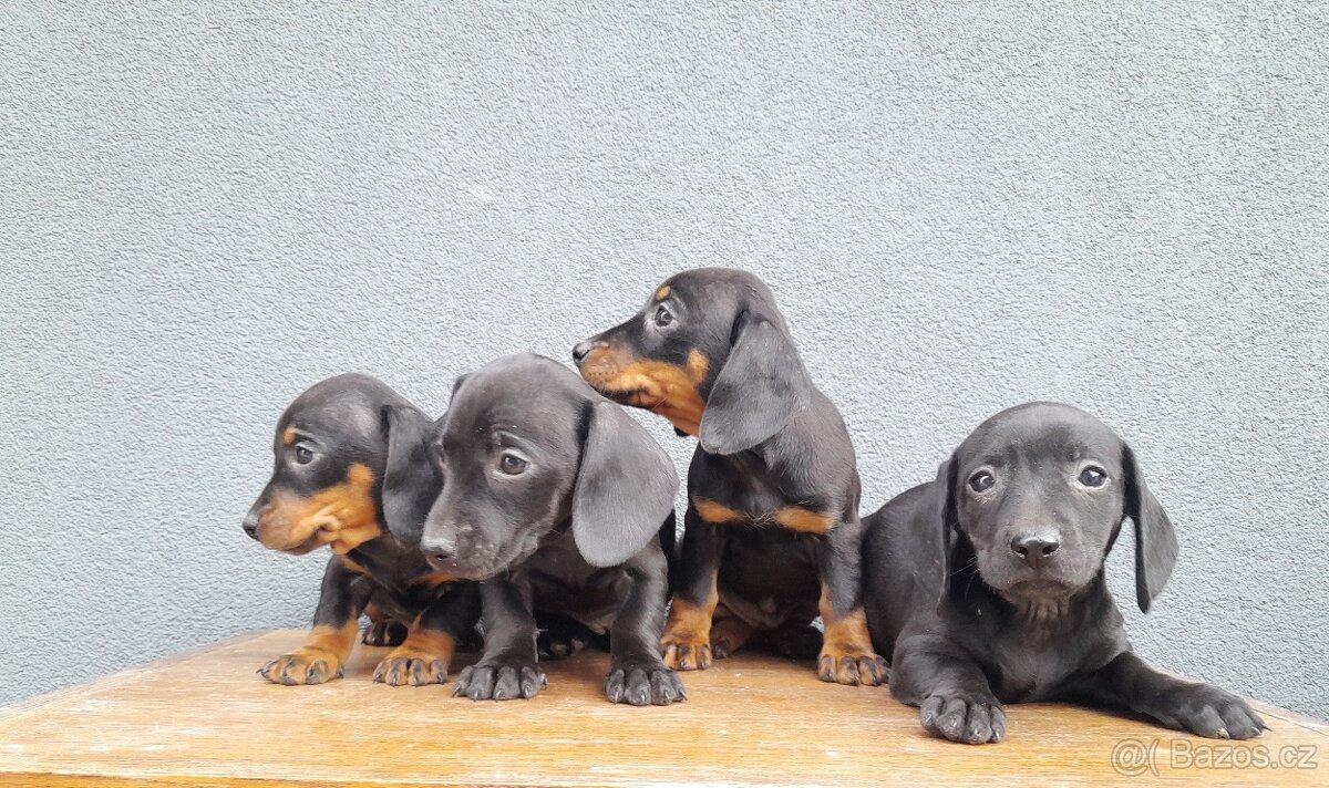 Jezevčík trpasličí - 3