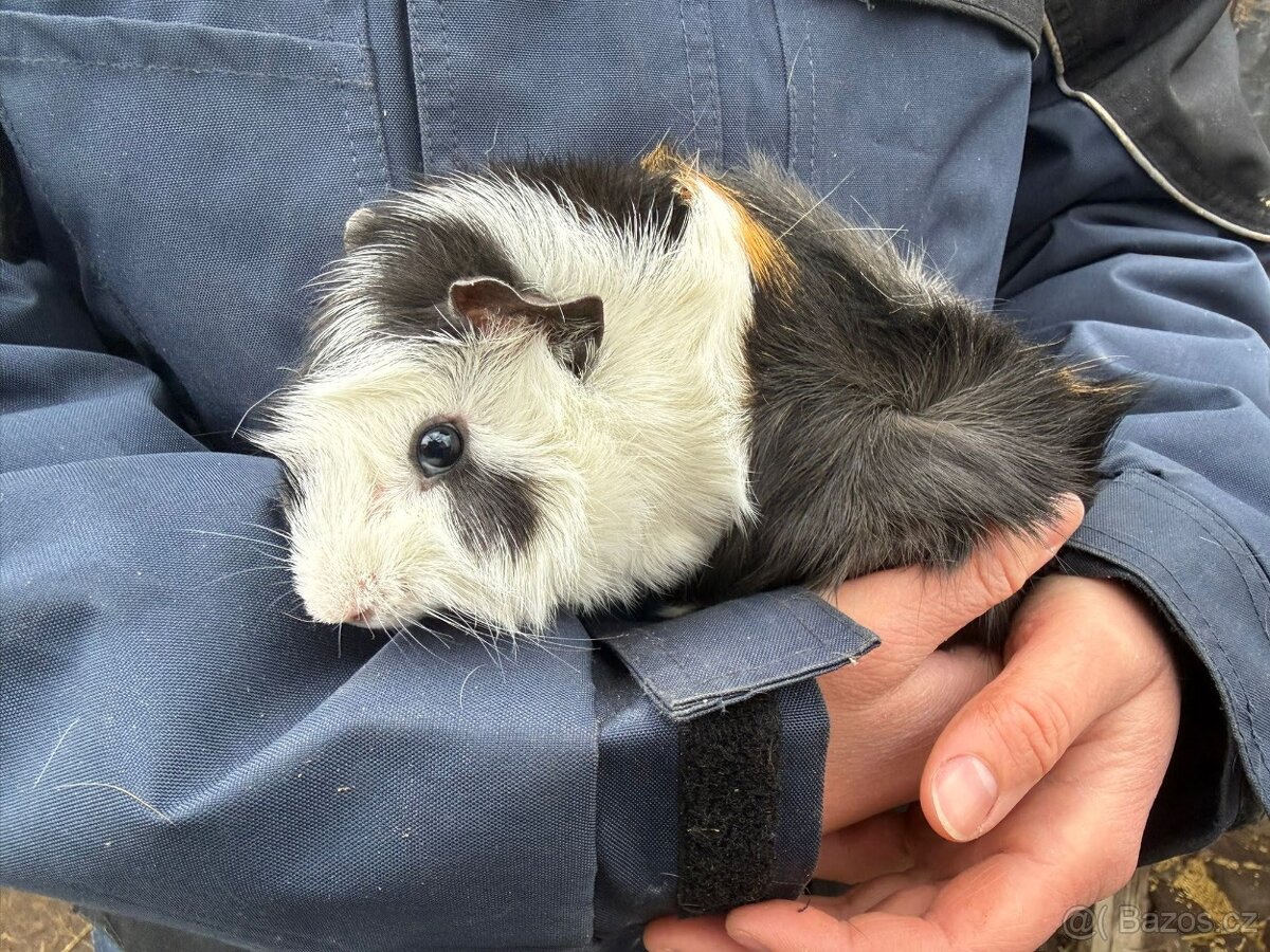 Prodám morče / morčata - 3