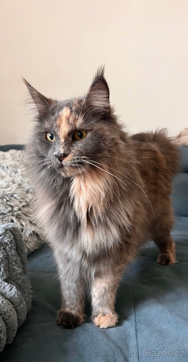 Mainská mývalí kočička - 3